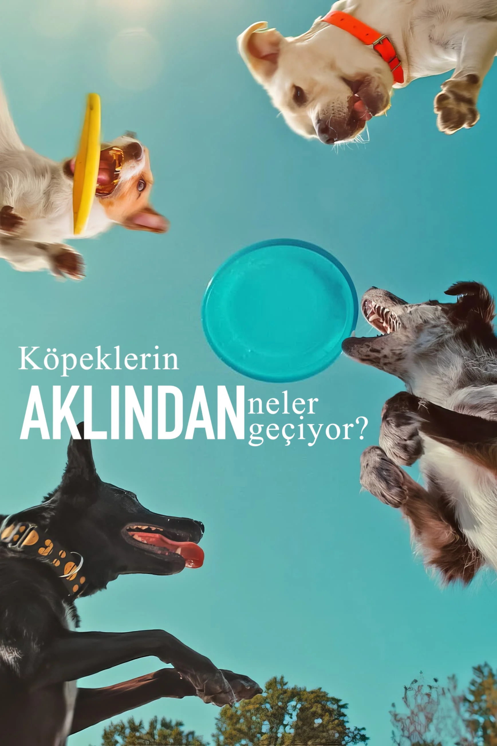 Erişim doğrulanıyor